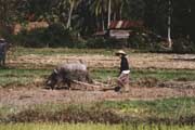 Prce v rovm poli. Laos.