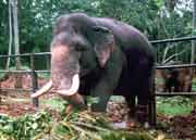 Slon tulek v Mahaweli nedaleko Kendy. Sr Lanka.