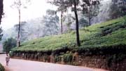 ajov plante v Nuwara Elyia. Sr Lanka.