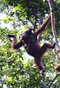 Orangutan v nrodnm parku Tanjung Puting. Kalimantan, Indonsie.
