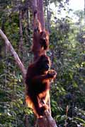 Orangutan v nrodnm parku Tanjung Puting. Kalimantan,  Indonsie.