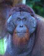 Kusasi - krl orangutan v nrodnm parku Tanjung Puting. Kalimantan, Indonsie.