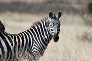 Zebra, Nrodn park Nechisar. Etiopie.