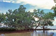 Mangrovnky na ostrov Bunaken. Indonsie.