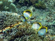 Spotfin Butterflyfish. Potpn u ostrova Bunaken, lokalita Alban. Sulawesi,  Indonsie.