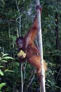 Orangutan  v nrodnm parku Tanjung Puting. Kalimantan, Indonsie.