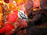 Nudibranch. Potpn u ostrova Biak, ostrov Owi. Indonsie.