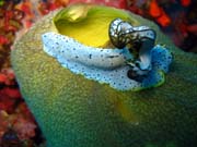 Nudibranch. Potpn u ostrova Biak, ostrov Owi. Papua, Indonsie.