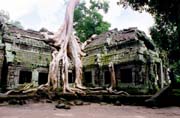 Ta Prohm - chrm v dungli. Oblast Angkor Watu. Kamboda.