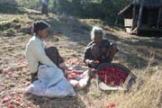 eny pebraj kvty rododendrd. Ty lid Chin pouvaj jako aj i pro vrobu mstnho vna. Vesnice Aye, provincie Chin. Myanmar (Barma).