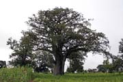 Krsn velk strom. Oblast Boukoumb. Benin.