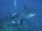 Msnk svtiv (Ocean Sunfish i Mola Mola) na lokalit Crystal Bay u ostrova Nusa Penida. Indonsie.