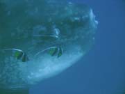 Msnk svtiv (Ocean Sunfish i Mola Mola) na lokalit Crystal Bay u ostrova Nusa Penida. Bali, Indonsie.
