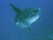 Msnk svtiv (Ocean Sunfish i Mola Mola) na lokalit Crystal Bay u ostrova Nusa Penida. Indonsie.