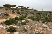 Endemick stromy Dra krev (Dracaena cinnabari) na planin Dixam. Ostrov Socotra (Suqutra). Jemen.