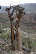 Sokotrnsk poutn re (Adenium obesum sokotranum). Planina Dixam. Ostrov Socotra (Suqutra). Jemen.