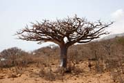 Baobab na ostrov Socotra. Jemen.