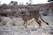 Gepard, Kalahari Gemsbok Nrodn park. Jihoafrick republika.