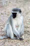Opice vervet, Kruger Nrodn park. Jihoafrick republika.