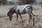 Zebra, Kruger Nrodn park. Jihoafrick republika.