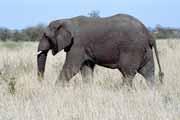 Slon, Kruger Nrodn park. Jihoafrick republika.