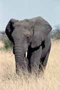 Slon, Kruger Nrodn park. Jihoafrick republika.