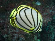 Thajsko - Meyer's butterflyfish na lokalit Richelieu Rock