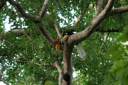 Zoboroec (hornbill), Nrodn park Tangkoko. Indonsie.