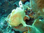 Frogfish (rozedranec), Bangka dive sites. Indonsie.