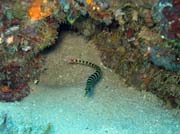 Pipefish, Bangka dive sites. Indonsie.
