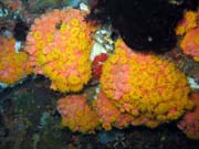 Soft corals (mkk korly), Bangka dive sites. Sulawesi,  Indonsie.