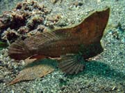 Scorpion leaf fish, Lembeh dive sites. Sulawesi,  Indonsie.