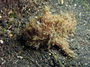 Hairy frogfish, Lembeh dive sites. Indonsie.