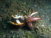 Flamboyant cuttlefish, Lembeh dive sites. Indonsie.