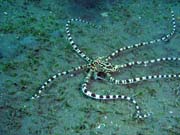 Mimic octopus, Lembeh dive sites. Sulawesi,  Indonsie.