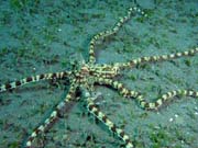 Mimic octopus, Lembeh dive sites. Indonsie.