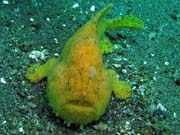 Frogfish octopus, Lembeh dive sites. Indonsie.