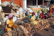 Prodej kokos, Thiruvananthapuram (Trivandrum). Indie.