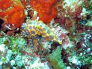 Chobotnice s modrmi krouky (Blue-ringed octopus). Raja Ampat. Indonsie.