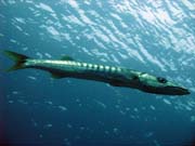 Barakuda (Barracuda). Raja Ampat. Indonsie.