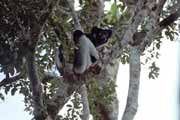 Indri-indri, nejvt z lemur a skoro bezocas. Andasibe-Mantadia Nrodn park. Madagaskar.