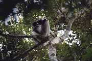 Indri-indri, nejvt z lemur a skoro bezocas. Andasibe-Mantadia Nrodn park. Madagaskar.