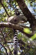Lemura, l'Isalo Nrodn park. Madagaskar.
