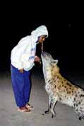 Krmen hyen v Hararu. Etiopie.