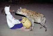 Krmen hyen v Hararu. Vchod, Etiopie.