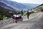 Na cest dom z msta. Simien mountain. Sever, Etiopie.